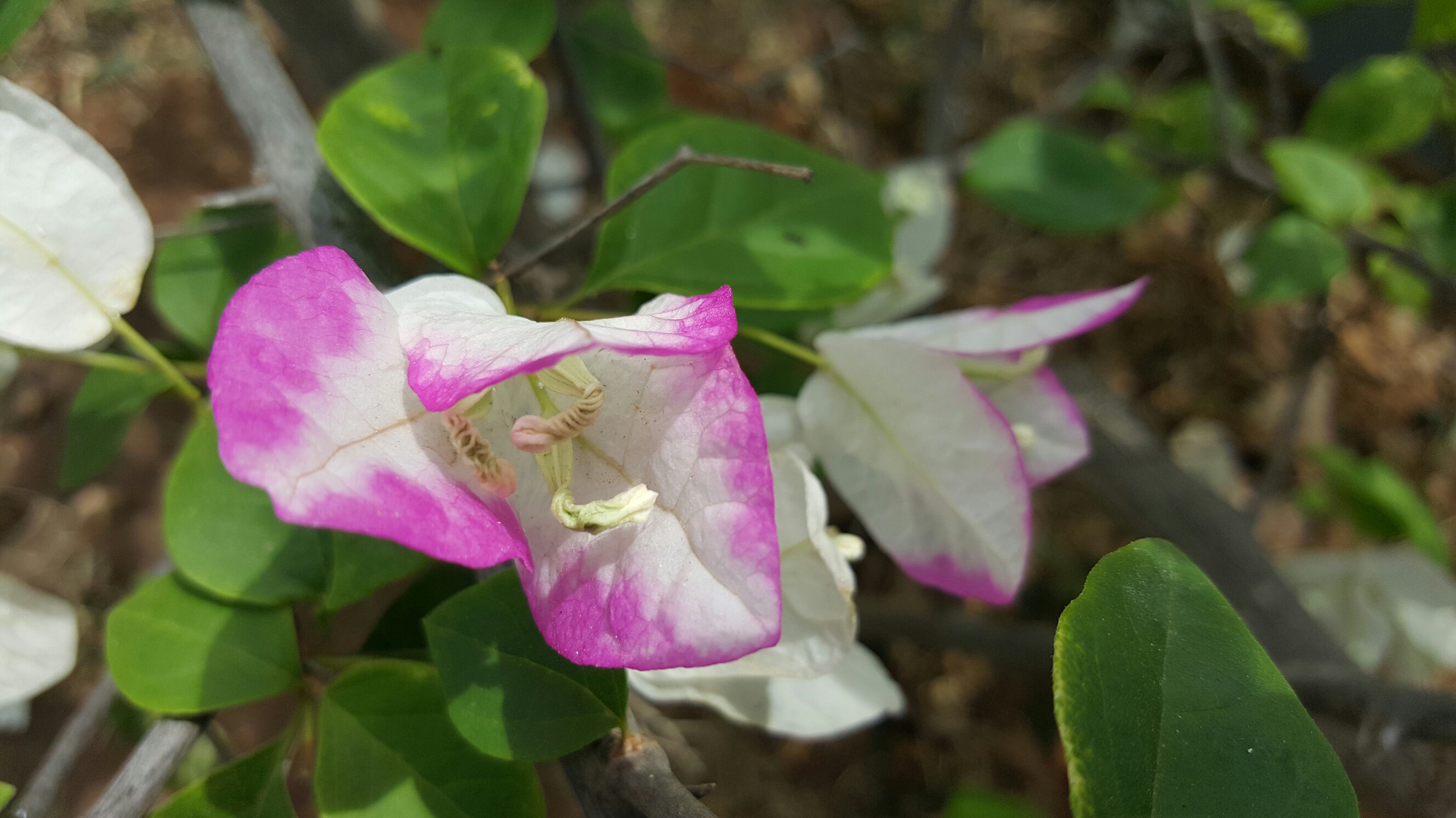 九游官网首页-xuan拆开